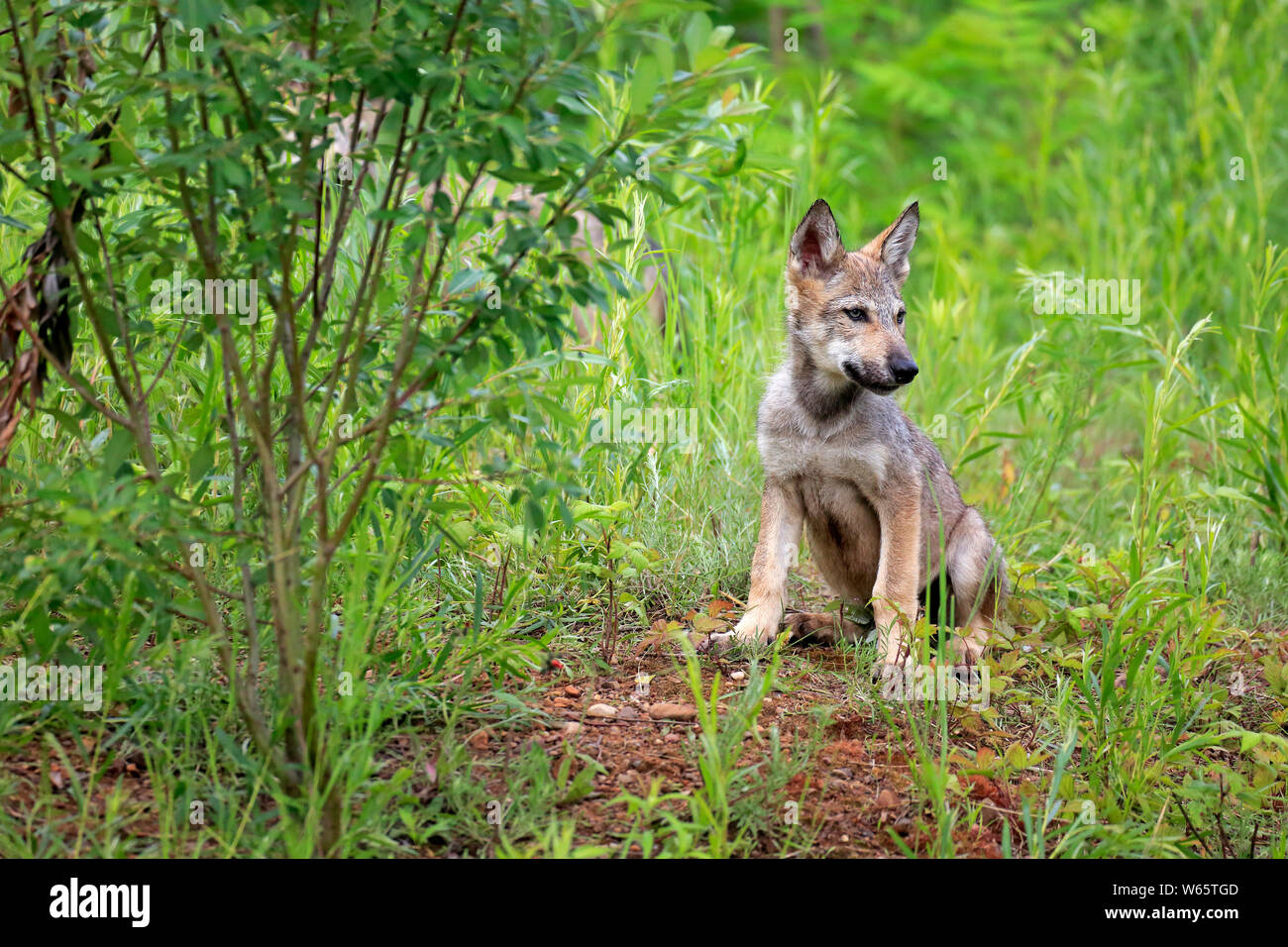 Lupo grigio, giovani, pino County, Minnesota, USA, America del Nord, (Canis lupus) Foto Stock
