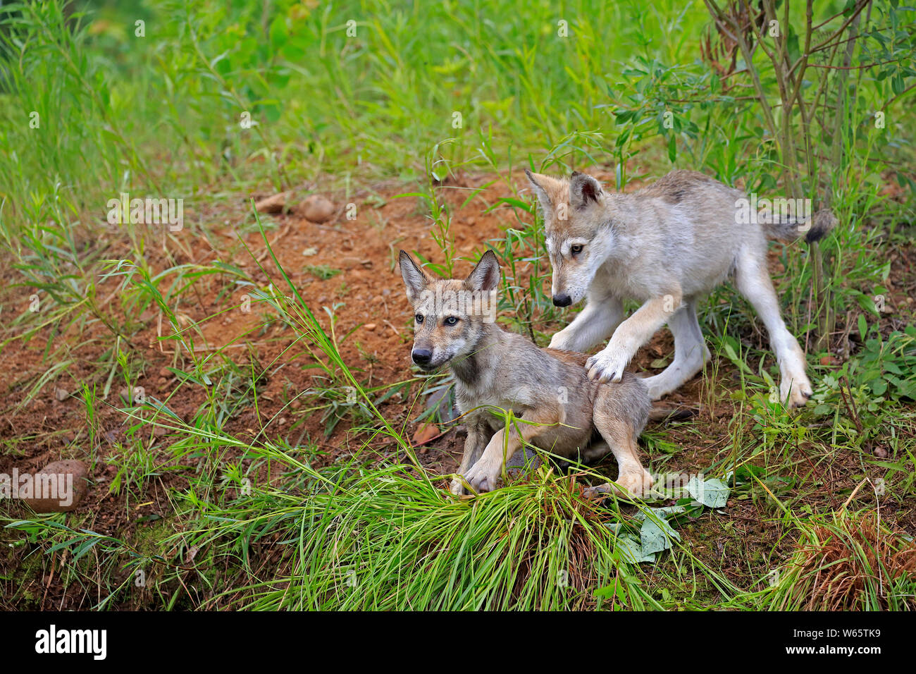 Lupo grigio, youngs, cubs, Contea di pino, Minnesota, USA, America del Nord, (Canis lupus) Foto Stock