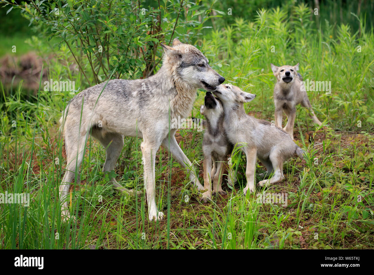 Lupo grigio con i cuccioli, la contea di pino, Minnesota, USA, America del Nord, (Canis lupus) Foto Stock