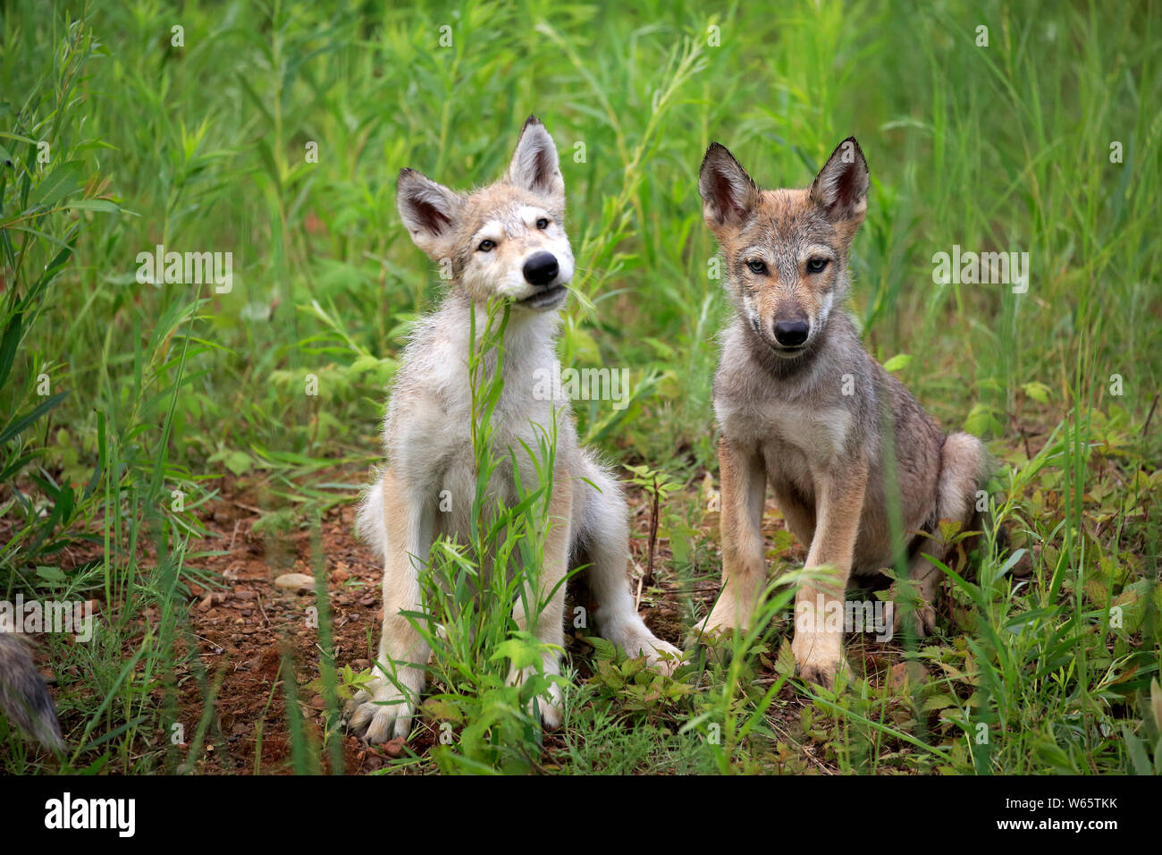 Lupo grigio, youngs, cubs, Contea di pino, Minnesota, USA, America del Nord, (Canis lupus) Foto Stock