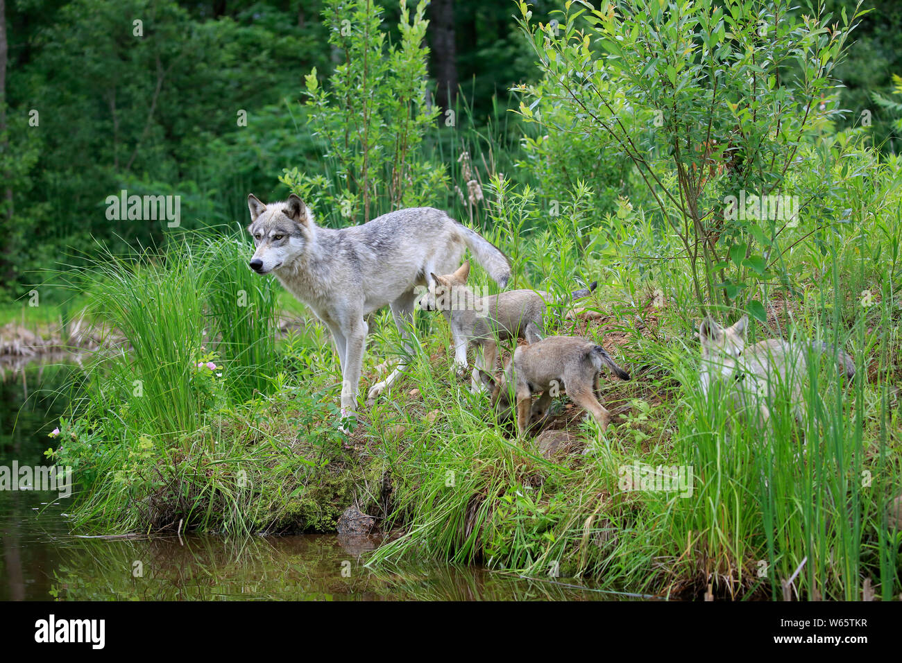 Lupo grigio con i cuccioli, la contea di pino, Minnesota, USA, America del Nord, (Canis lupus) Foto Stock