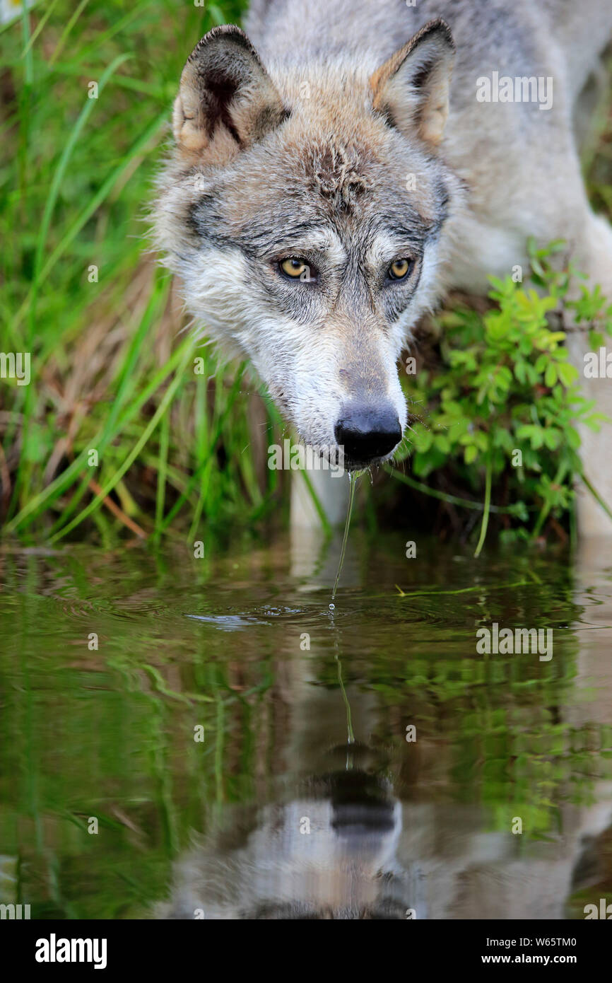 Lupo grigio, pino County, Minnesota, USA, America del Nord, (Canis lupus) Foto Stock