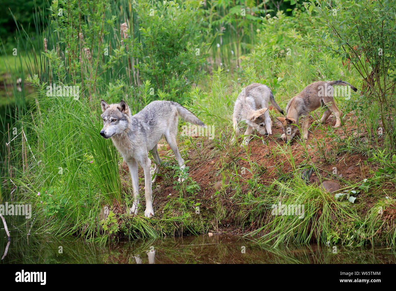 Lupo grigio con i cuccioli, la contea di pino, Minnesota, USA, America del Nord, (Canis lupus) Foto Stock