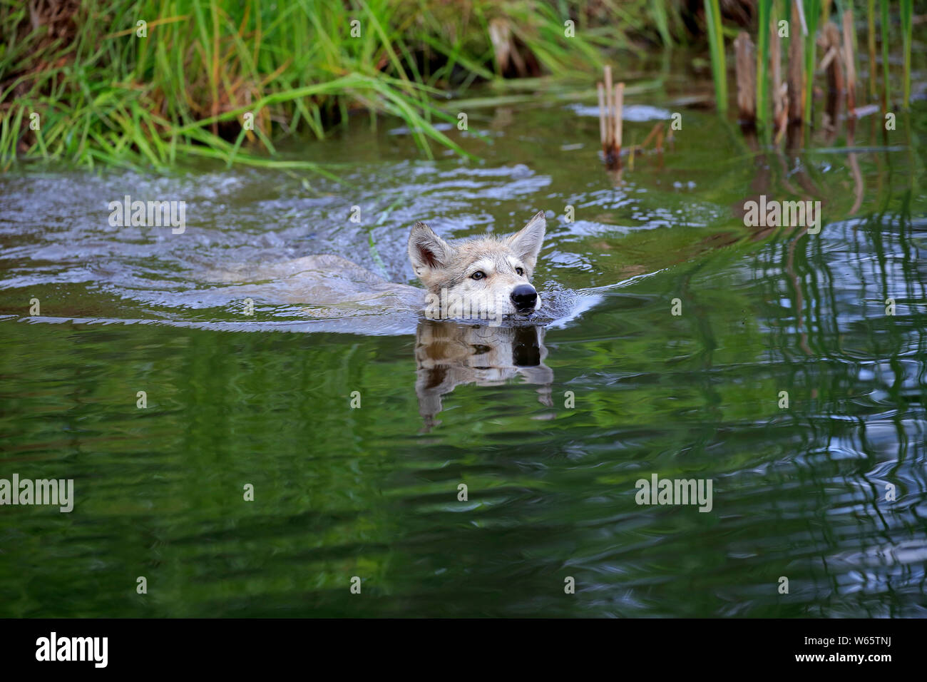 Lupo grigio, giovani, pino County, Minnesota, USA, America del Nord, (Canis lupus) Foto Stock