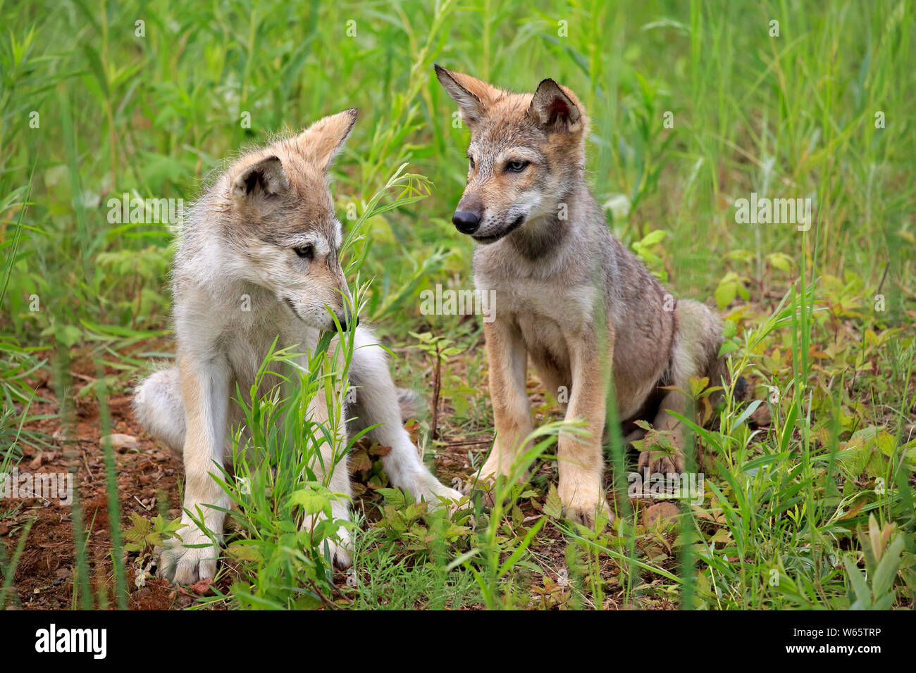 Lupo grigio, youngs, cubs, Contea di pino, Minnesota, USA, America del Nord, (Canis lupus) Foto Stock