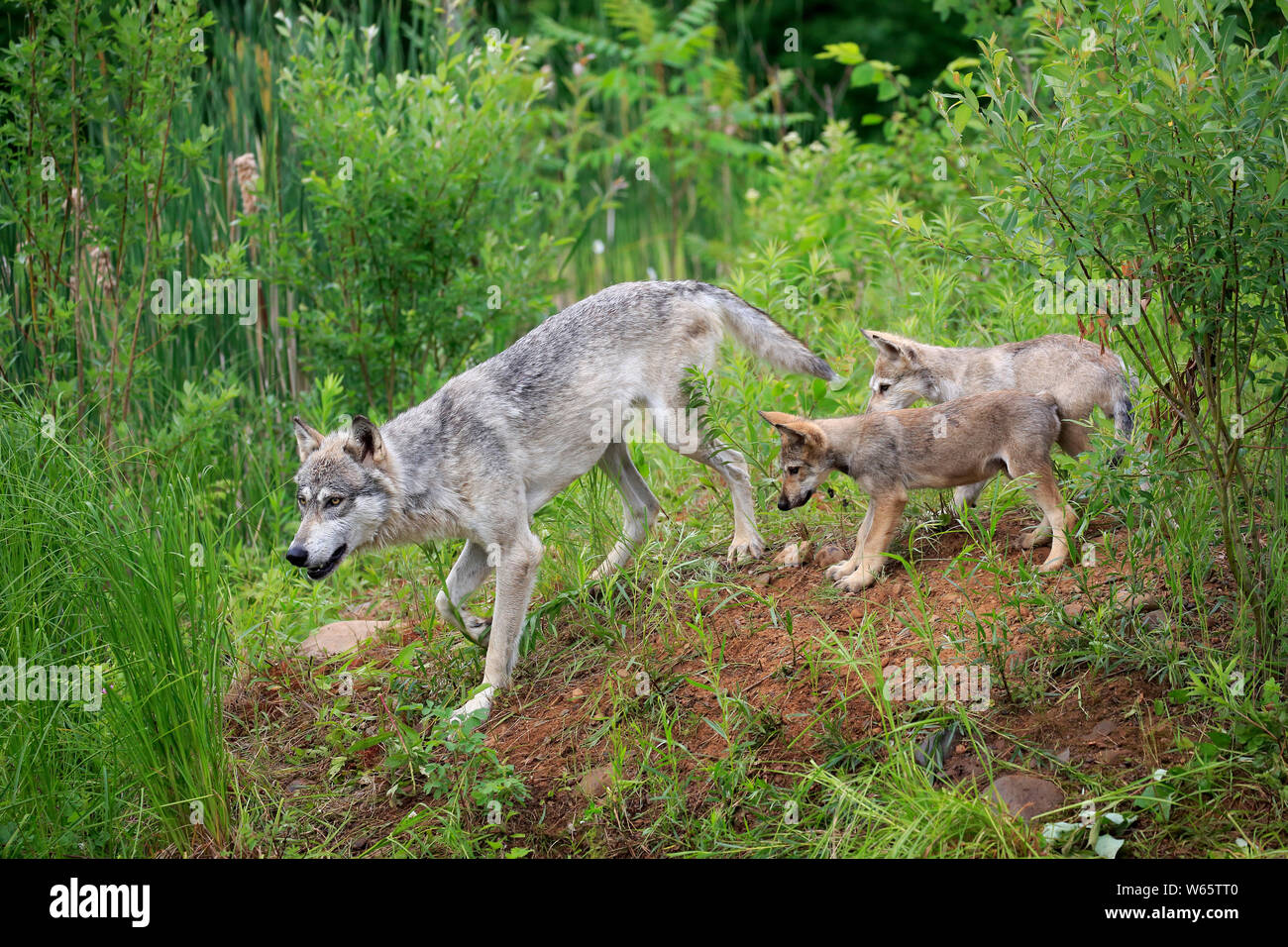 Lupo grigio con i cuccioli, la contea di pino, Minnesota, USA, America del Nord, (Canis lupus) Foto Stock