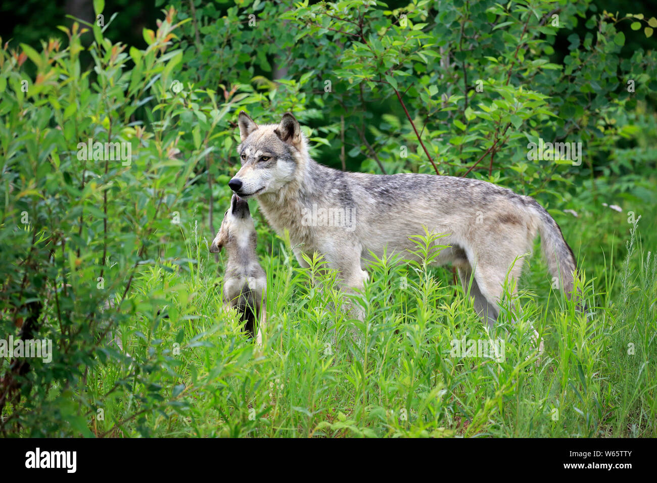 Lupo grigio con cub, pino County, Minnesota, USA, America del Nord, (Canis lupus) Foto Stock
