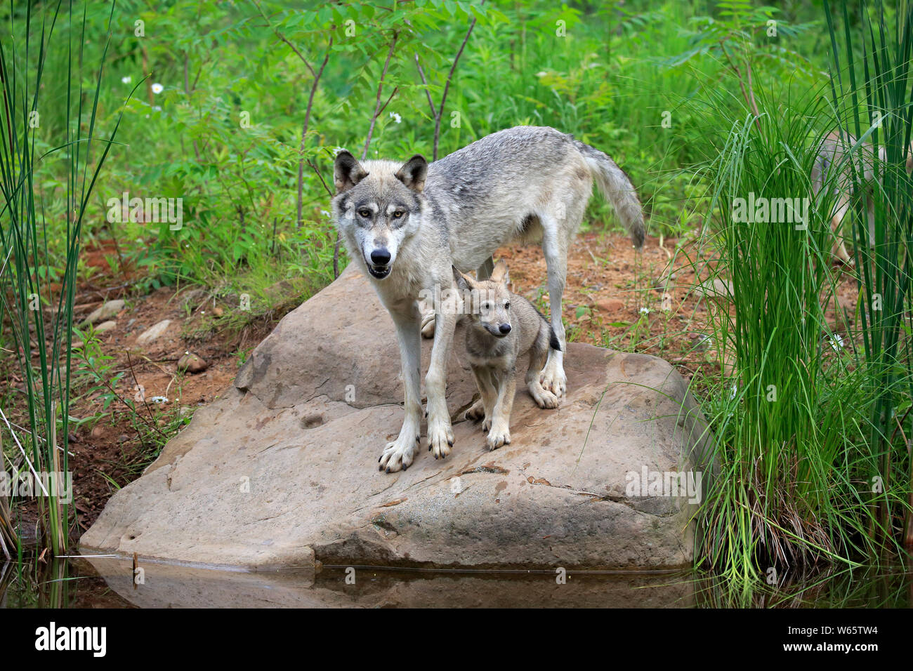 Lupo grigio con cub, pino County, Minnesota, USA, America del Nord, (Canis lupus) Foto Stock