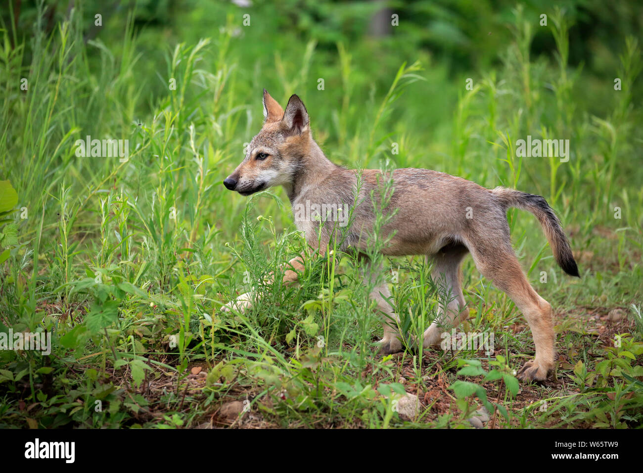 Lupo grigio, giovani, pino County, Minnesota, USA, America del Nord, (Canis lupus) Foto Stock