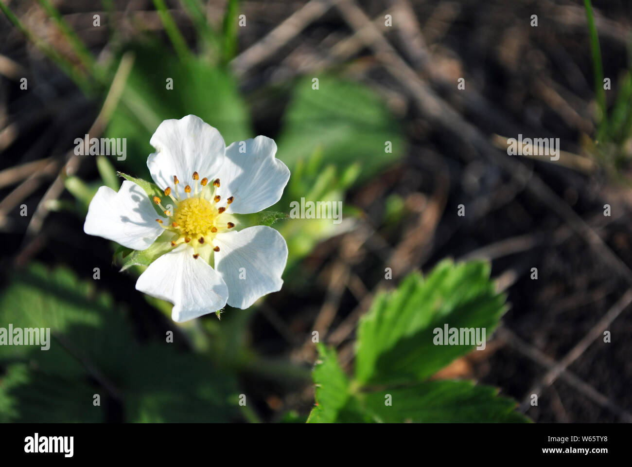 Fiore di fragole, crescendo la molla nella foresta vicino il dettaglio delle macro, soft sfocata verde scuro dello sfondo di erba Foto Stock