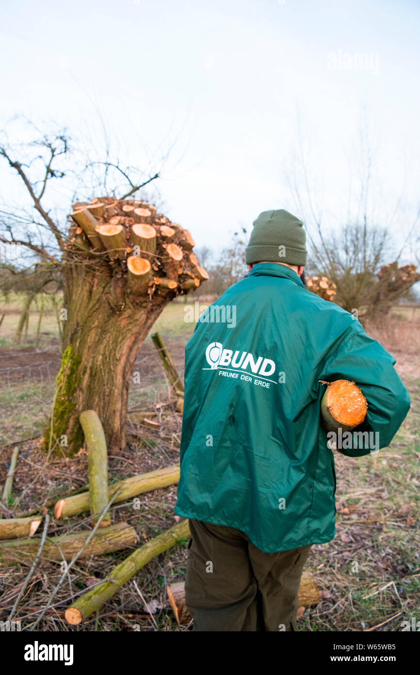 La potatura ambientalista di pollard salici nella zona di conservazione, Dusseldorf, Renania settentrionale-Vestfalia, Germania, Europa Foto Stock