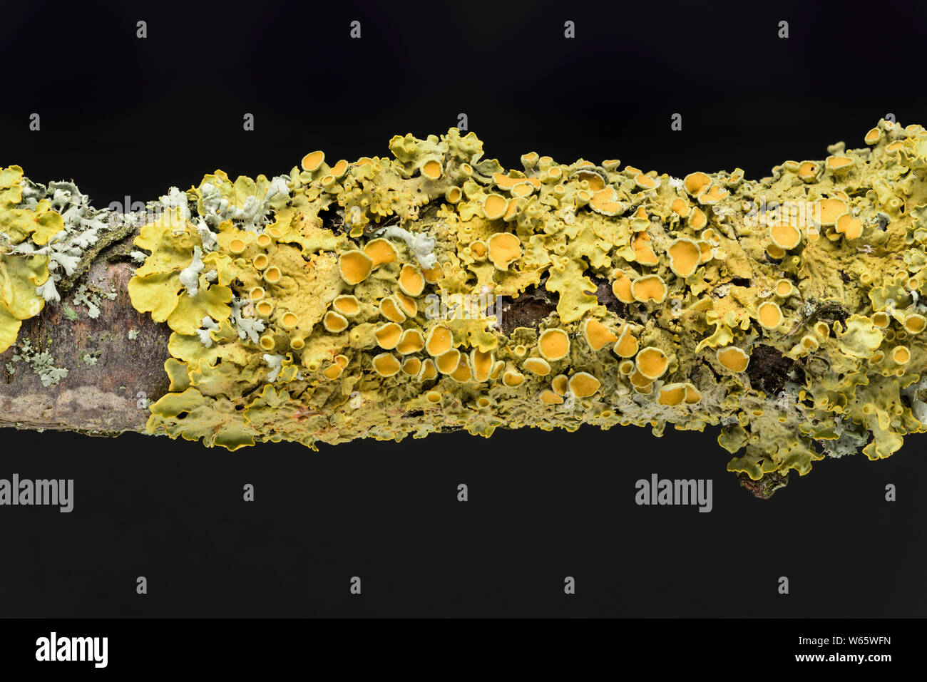 Comune lichene arancione, marittimo sunburst lichen, shore lichen, Geo-Naturpark Frau-Holle-terra, Hesse in Germania (Xanthoria parietina), (Physia adscendens) Foto Stock