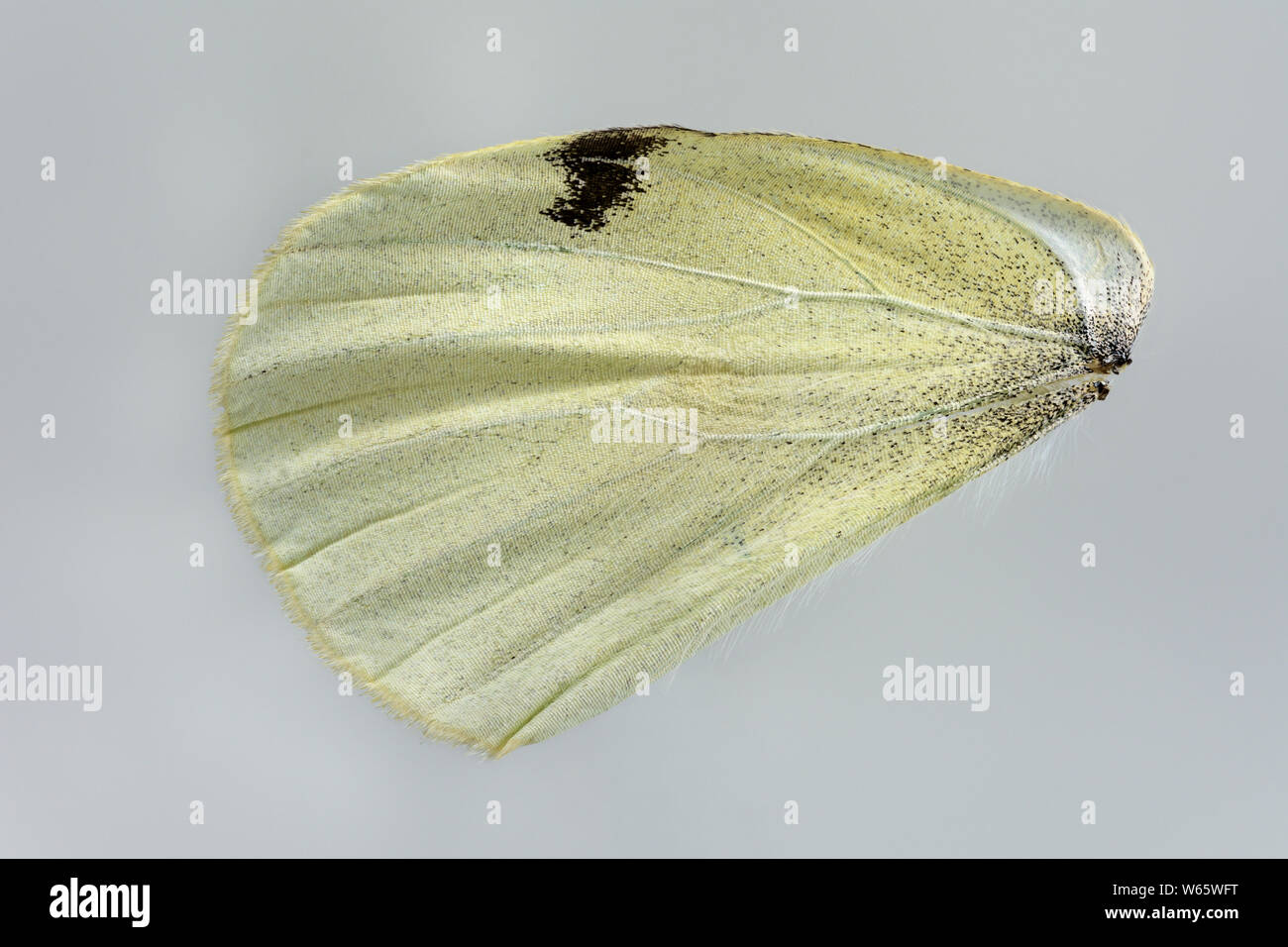 Large White, cavolo butterfly, hind wing, parco naturale Munden, Bassa Sassonia, Germania, (Sarcococca brassicae) Foto Stock