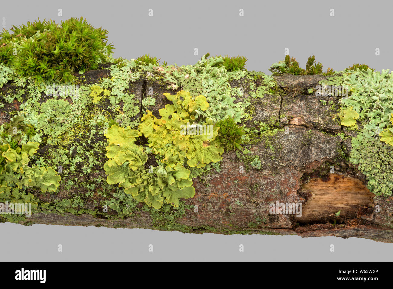 Comune lichene arancione, marittimo sunburst lichen, shore lichen, Geo-Naturpark Frau-Holle-terra, Hesse in Germania (Xanthoria parietina), (Physia adscendens) Foto Stock