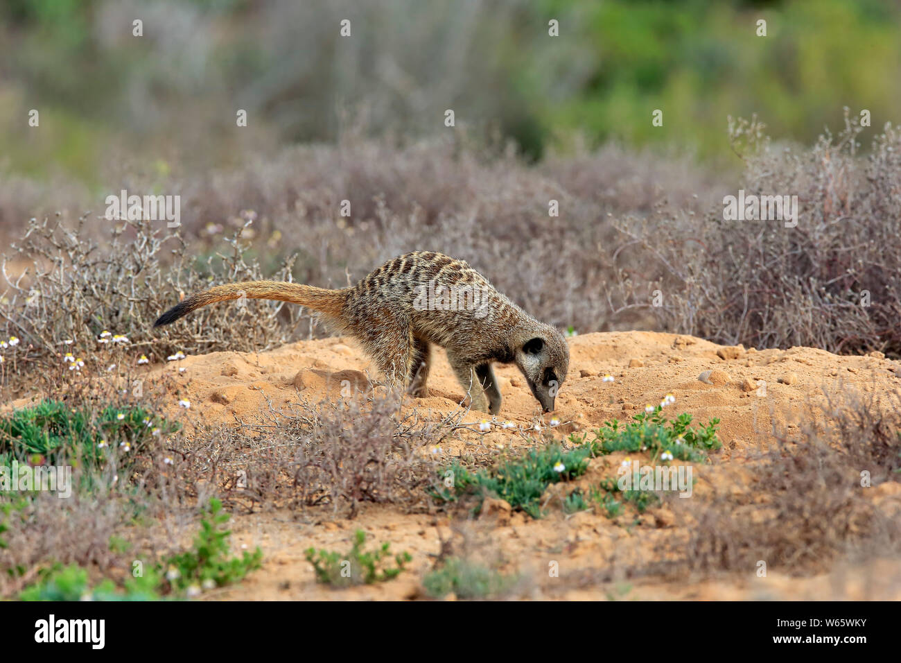 Suricate, Meerkat, adulto, Oudtshoorn, Western Cape, Sud Africa, Africa (Suricata suricatta) Foto Stock