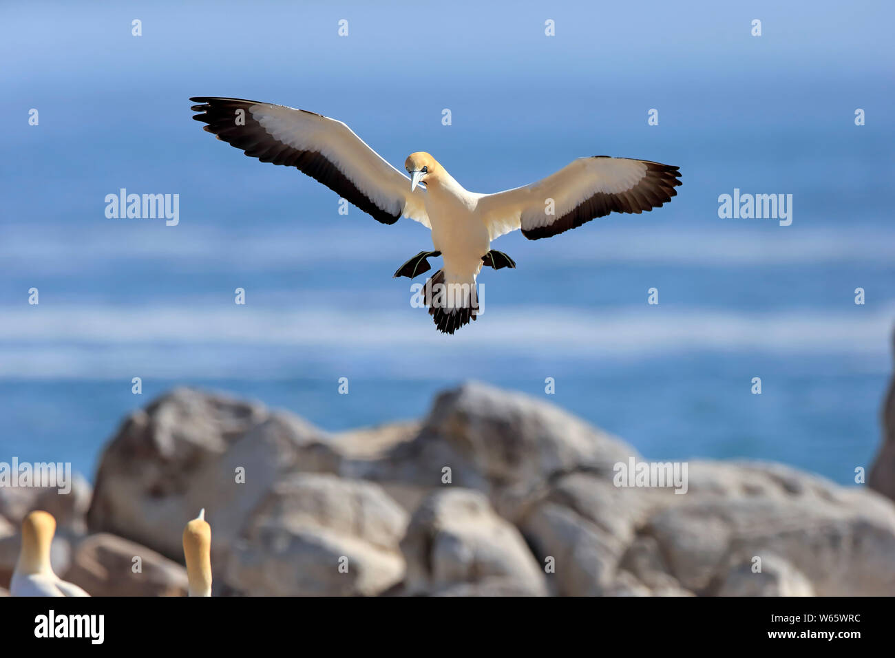 Cape Gannet, Lamberts Bay, Western Cape, Sud Africa, Africa (Morus capensis) Foto Stock