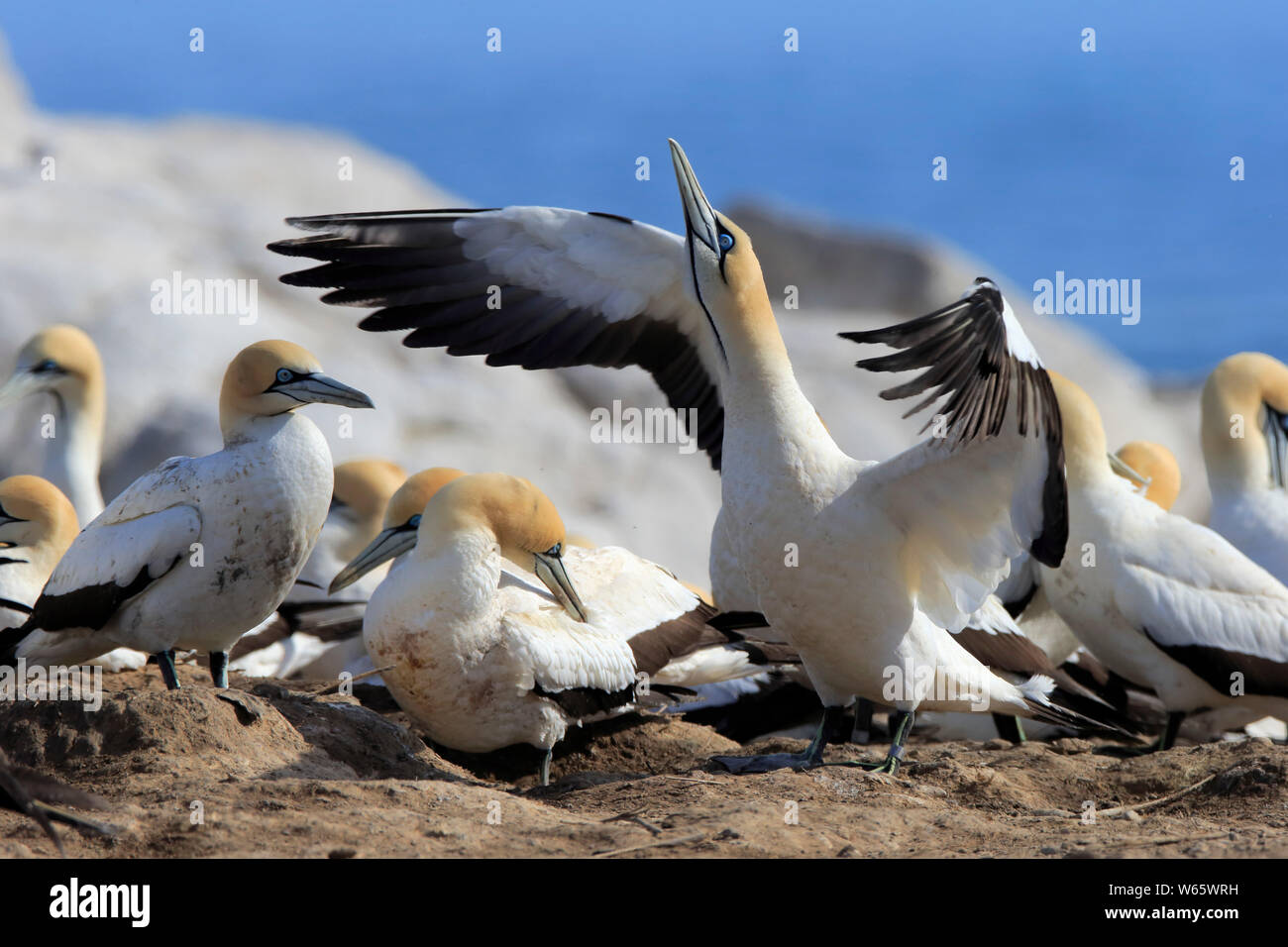 Cape Gannet, Lamberts Bay, Western Cape, Sud Africa, Africa (Morus capensis) Foto Stock