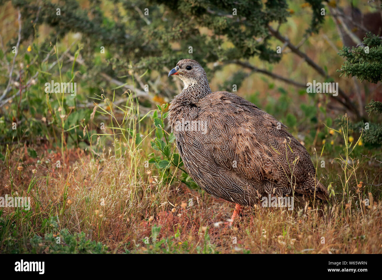 Cape Francolin, adulto, West Coast Nationalpark, Western Cape, Sud Africa, Africa (Francolinus capensis) Foto Stock