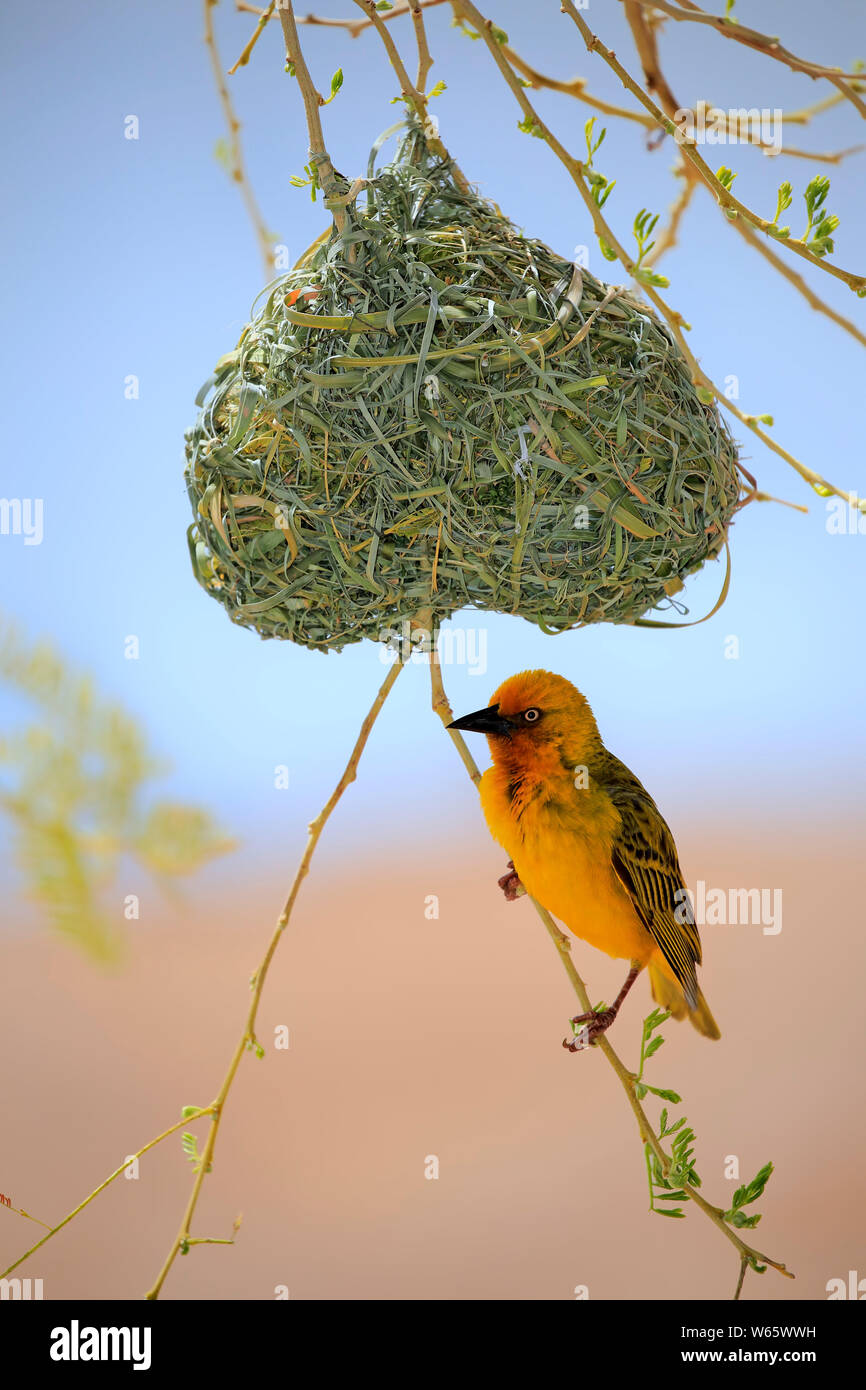 Cape Weaver, maschio adulto a nido, Klein Karoo, Western Cape, Sud Africa, Africa (Ploceus capensis) Foto Stock