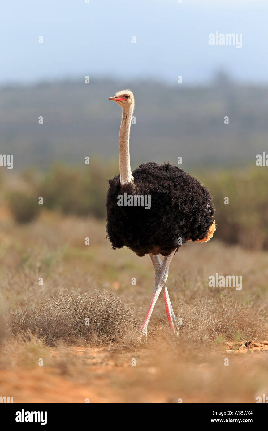 Struzzo Sudafricano, maschio adulto, Oudtshoorn, Western Cape, Sud Africa, Africa (Struthio camelus australis) Foto Stock