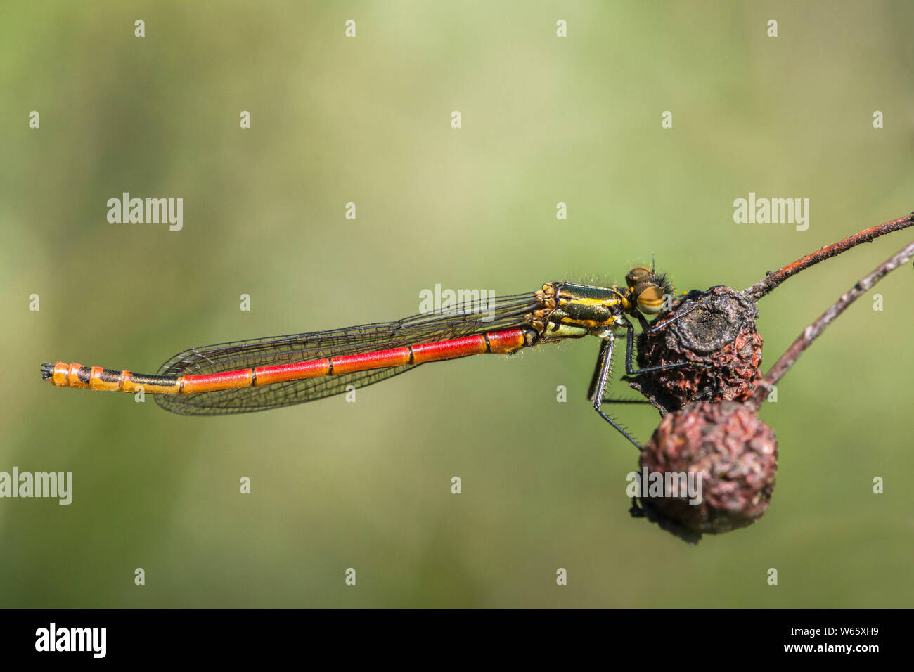 Grandi Rossi, damselfly (Pyrrhosoma nymphula), giovane maschio, Meclenburgo-Pomerania Occidentale, Germania Foto Stock
