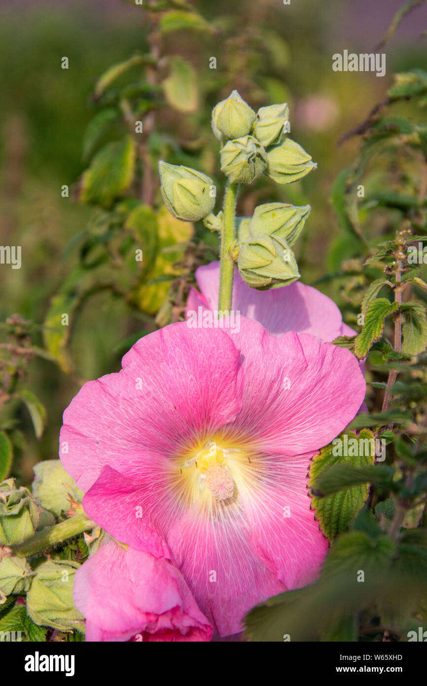 Hollyhock, (Alcea rosea) Foto Stock