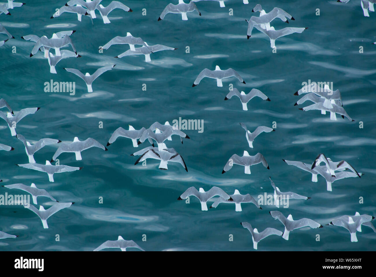 Nero-zampe, kittiwake (Rissa tridactyla), Varanger, il Mare di Barents, Finnmark, Norvegia Foto Stock