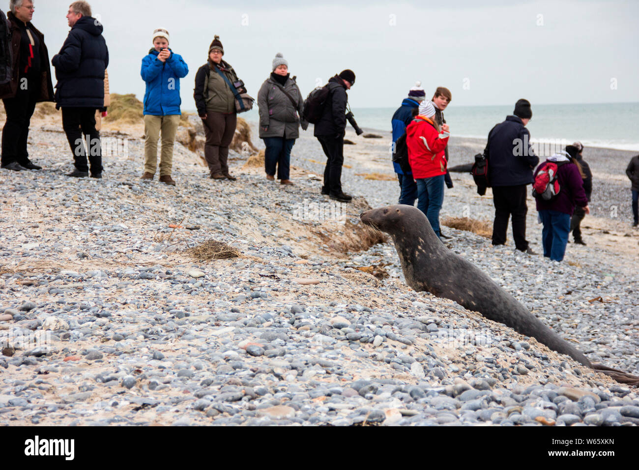 Guarnizione grigio e turisti, Isola di Helgoland, Schleswig-Holstein, Germania (Halichoerus grypus) Foto Stock