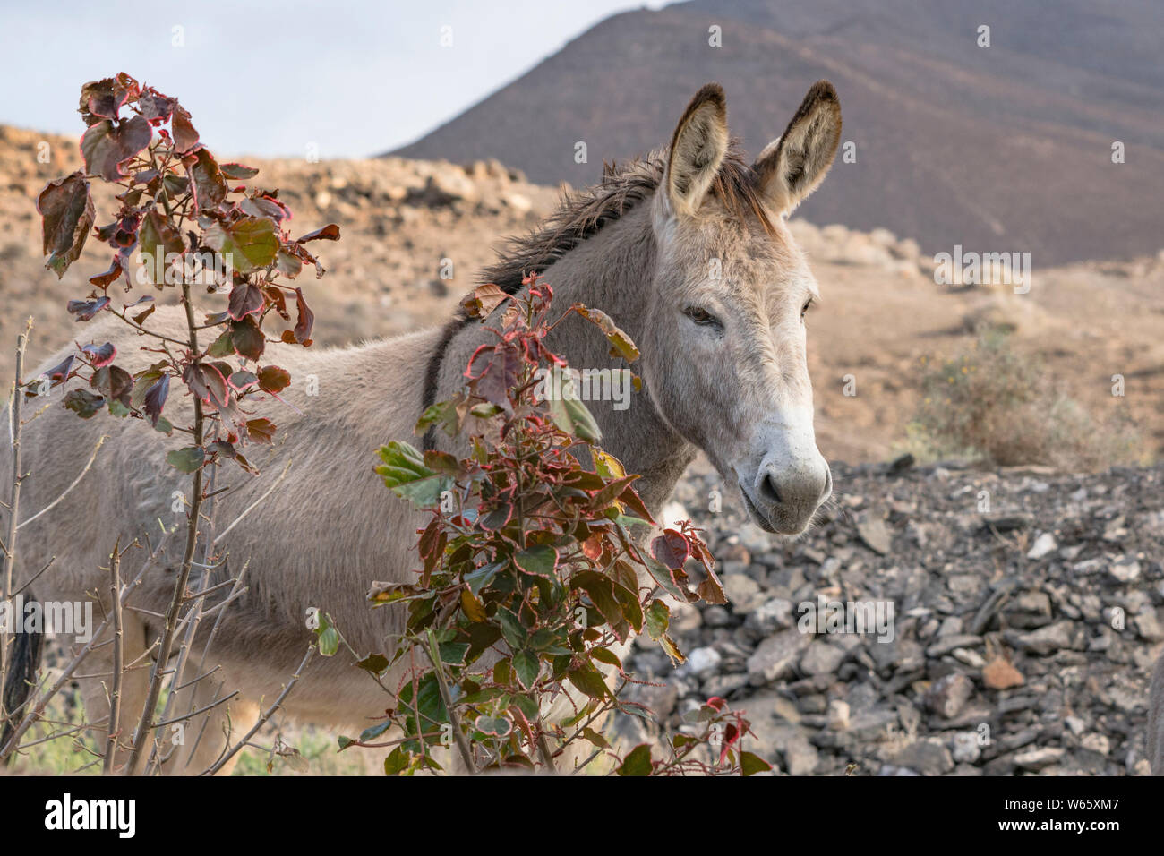 Asini selvatici, (Equus asinus), Fuerteventura, Isole Canarie, Spagna Foto Stock