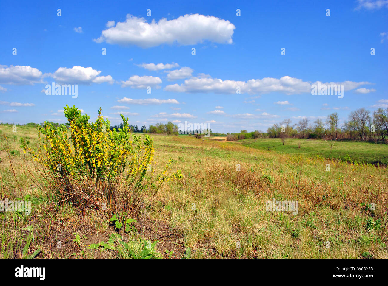 Paesaggio con prato verde e alberi sull orizzonte, giallo fioritura genista tinctoria (dyer's greenweed o dyer la ginestra), blu cielo nuvoloso, giornata di sole Foto Stock