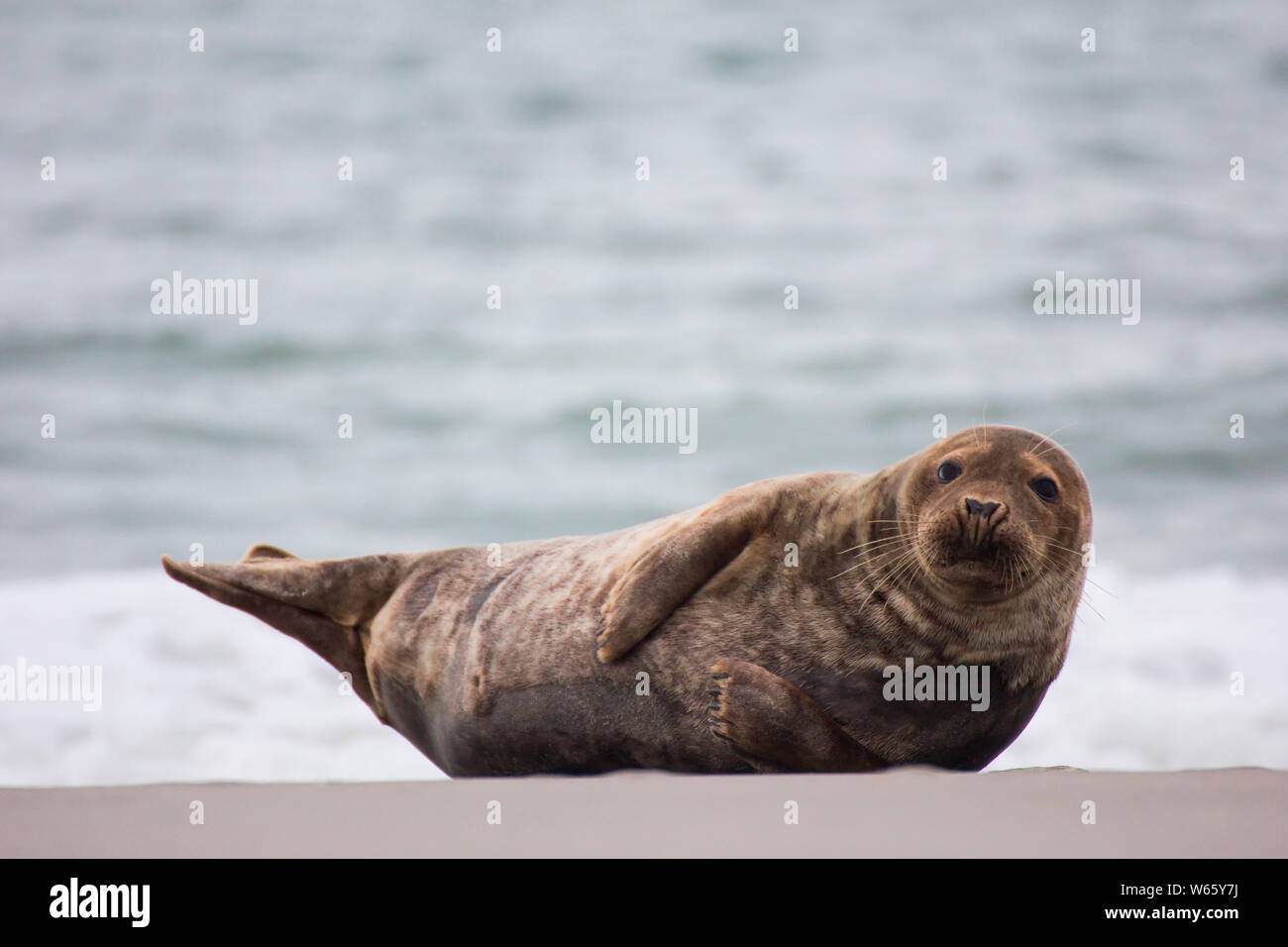 Guarnizione grigio, Helgoland, Schleswig-Holstein, Germania (Halichoerus grypus) Foto Stock