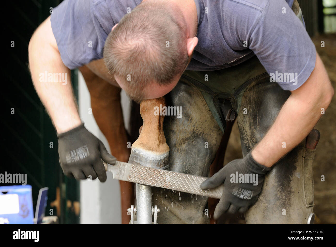 Maniscalco al lavoro, rifilare di zoccolo di cavallo Foto Stock