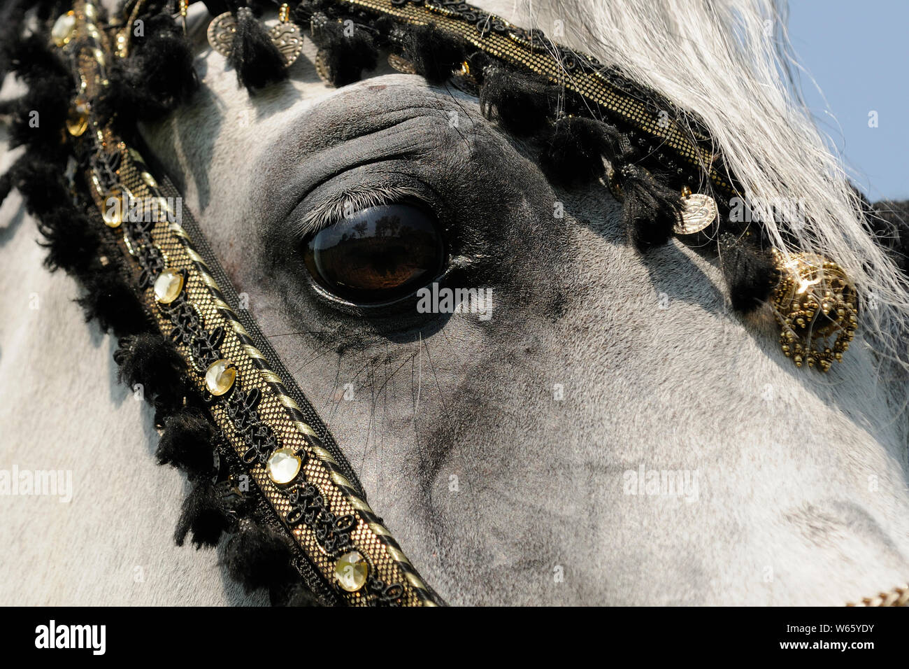 White Arabian Horse stallone, con tradizionali decorazioni briglia Foto Stock