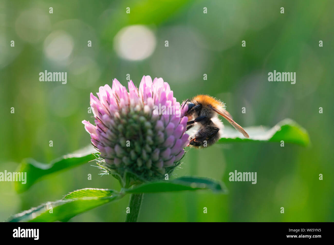 Carda comune bee a trifoglio rosso, Renania settentrionale-Vestfalia, Europa (Bombus pascuorum), (Trifolium pratense) Foto Stock