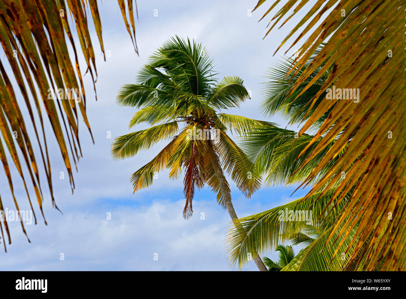 Palm Beach, isola di Isla Saona, Parque Nacional del Este, Repubblica Dominicana, Caraibi, America Foto Stock