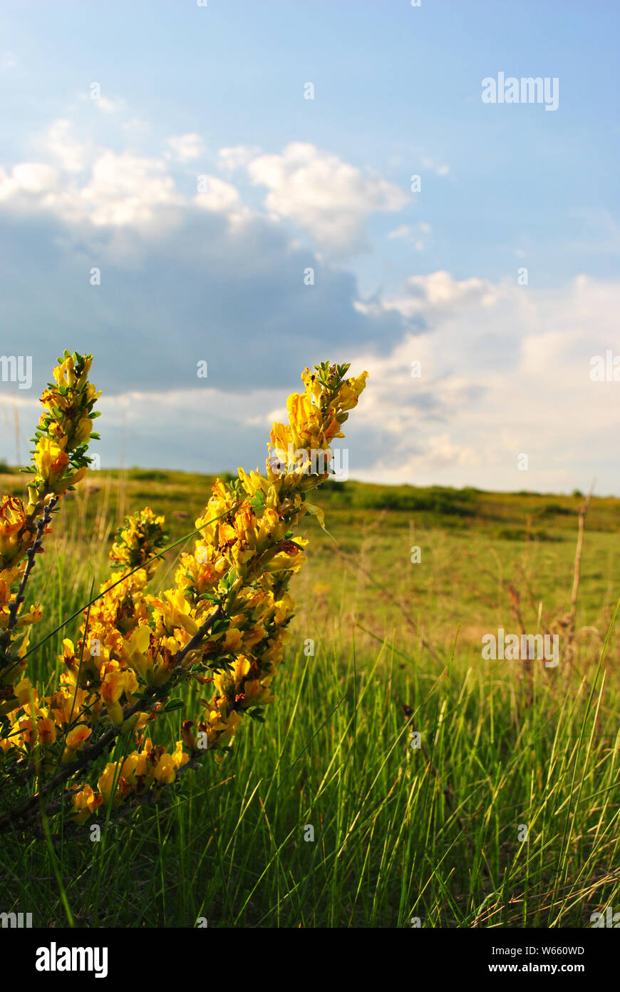 Rami di fioritura genista tinctoria (dyer's greenweed o dyer la ginestra) contro sfocata erba verde e blu cielo nuvoloso bokeh di fondo morbido Foto Stock