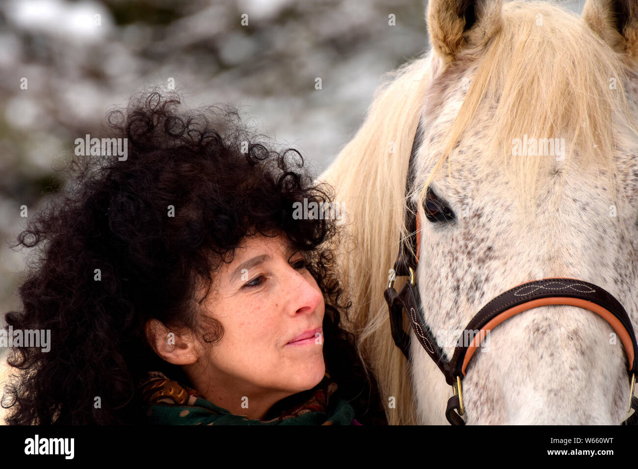 Donna e Arabian Horse, grigio, grigio, flea morso, castrazione Foto Stock