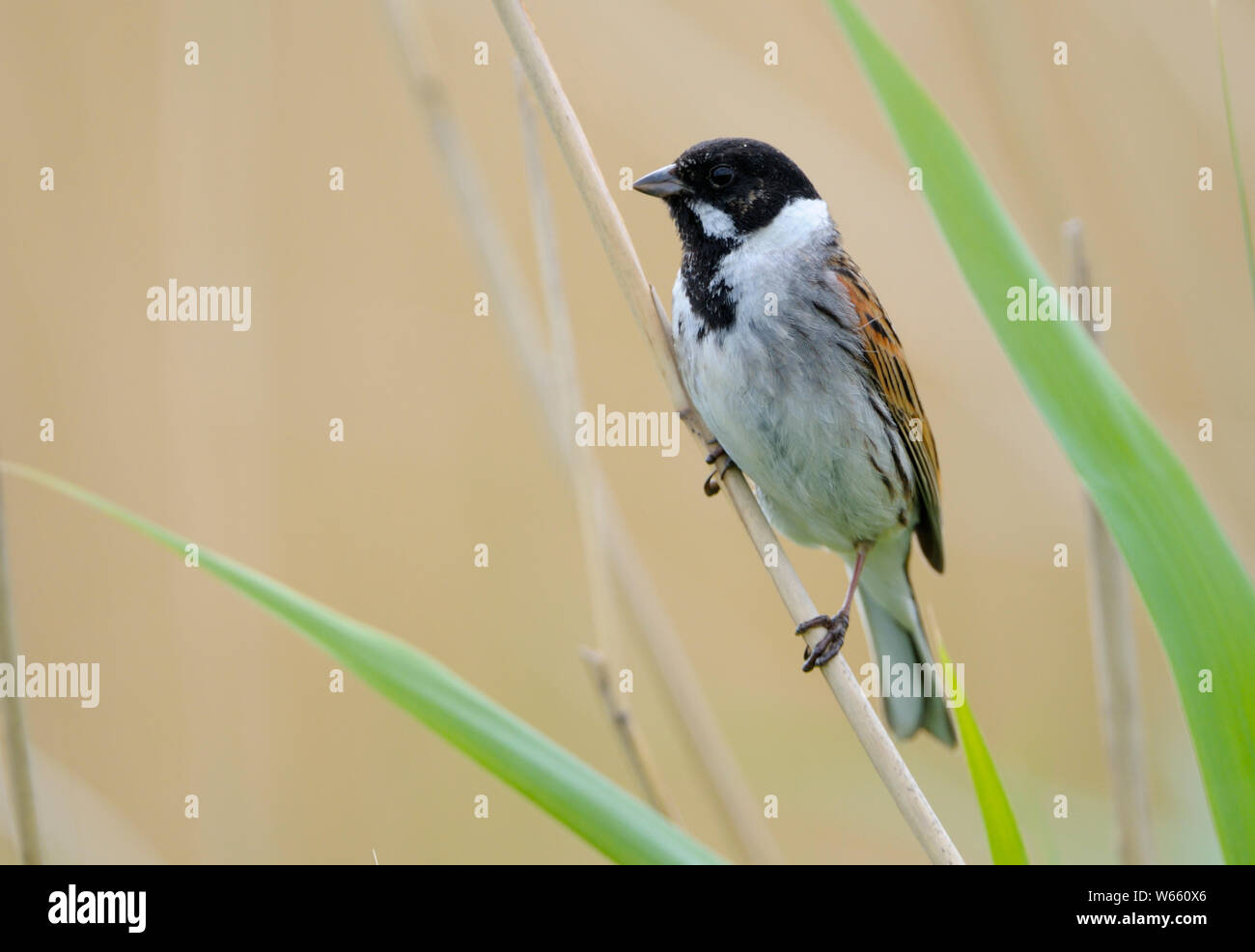 Comune di reed bunting, maschio, può, Gelderland, Paesi Bassi, (Emberiza schoeniclus) Foto Stock