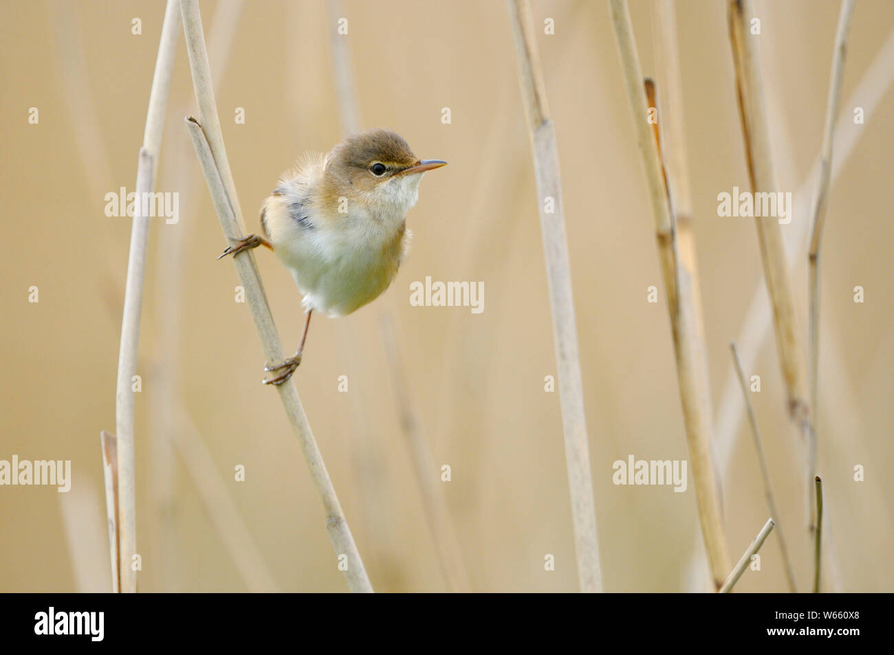 Reed trillo, maschio, può, Gelderland, Paesi Bassi, (Acrocephalus scirpaceus) Foto Stock