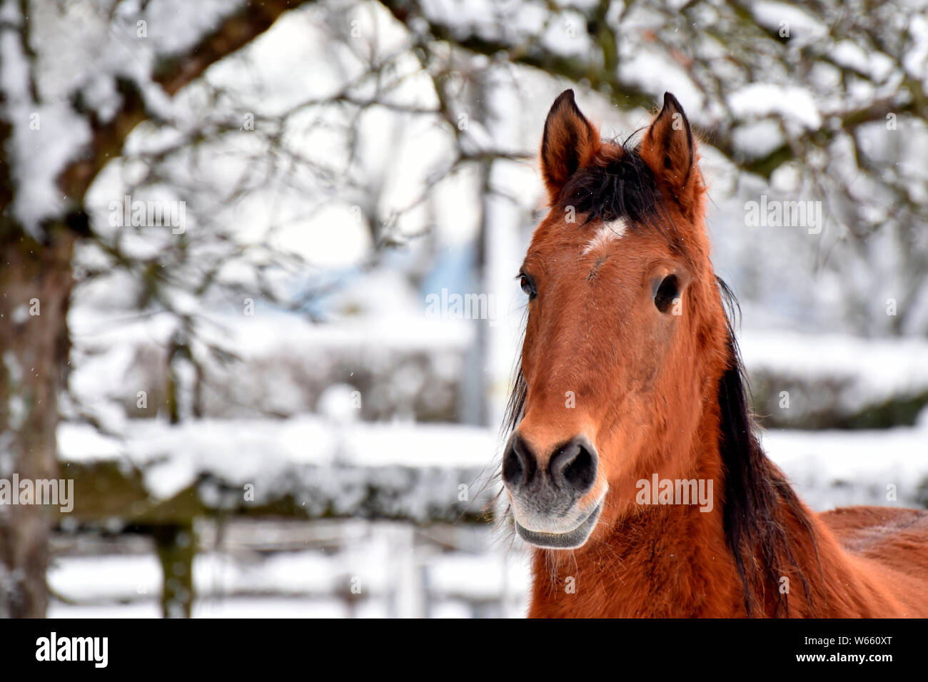 One-eyed cavallo, vecchio, senior, moonblindness, cecità Foto Stock