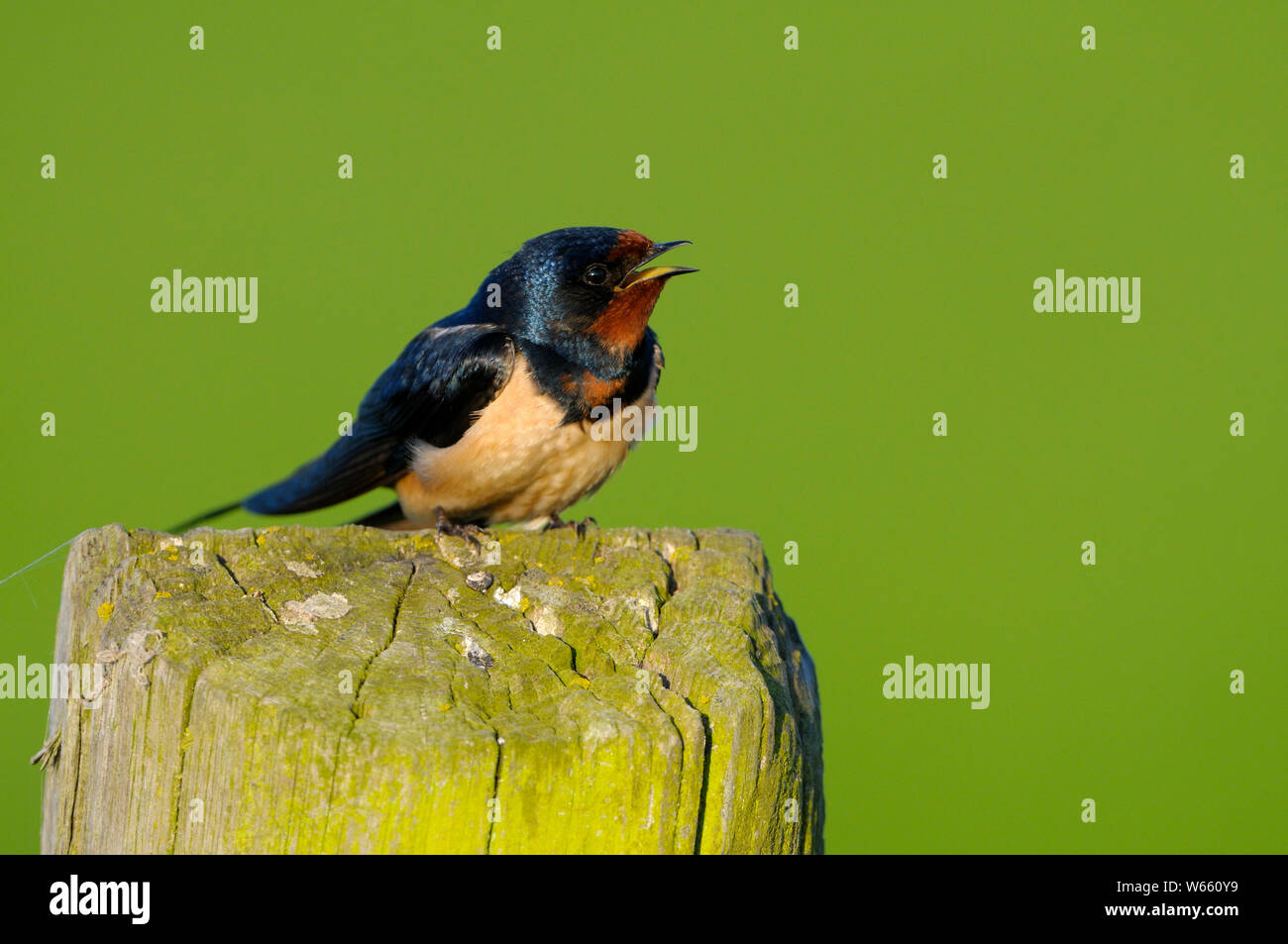 Swallow, maggio, Gelderland, Paesi Bassi, (Hirundo rustica) Foto Stock