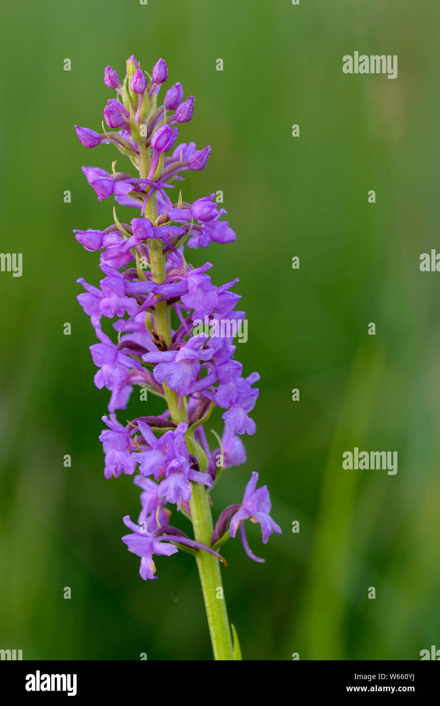 Fragranti orchid, blossom, luglio, Grassau, in Baviera, Germania (Gymnadenia conopsea) Foto Stock