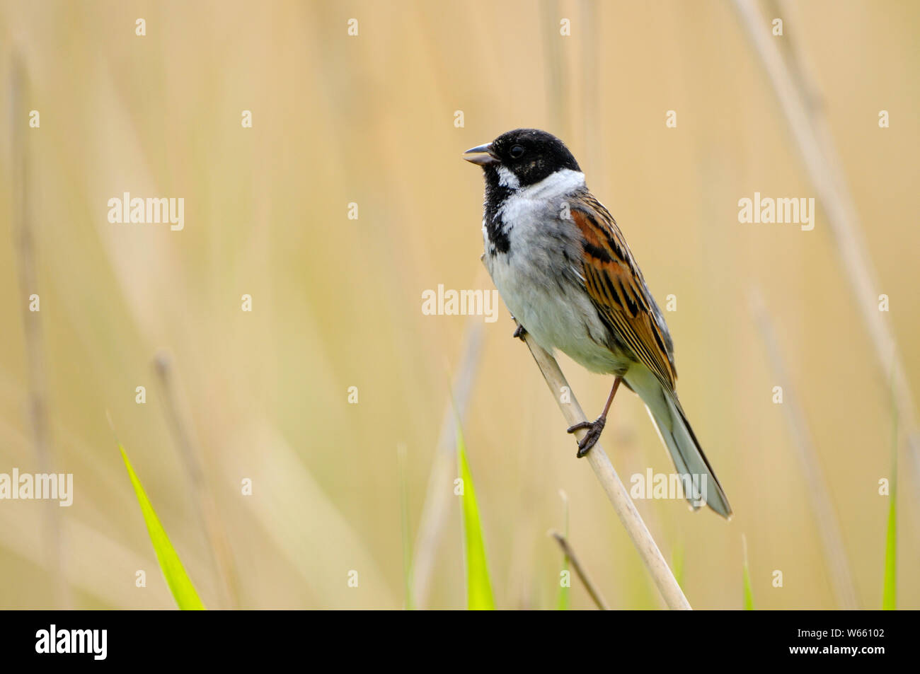 Comune di reed bunting, maschio, cantando, maggio, Gelderland, Paesi Bassi, (Emberiza schoeniclus) Foto Stock