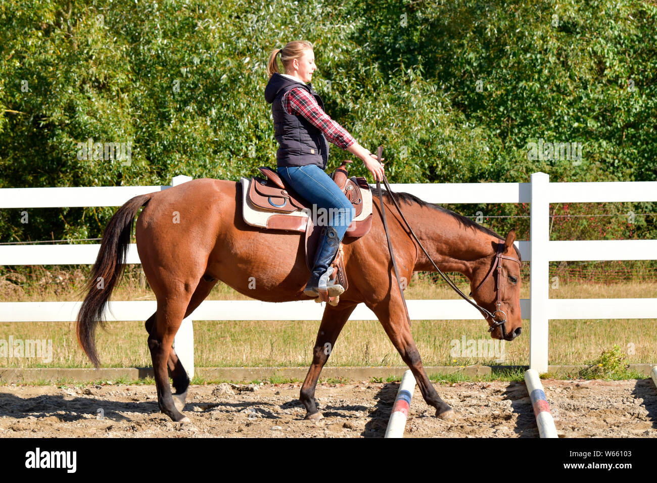 Addestramento cavalli, cavallo western terreno di lavoro, giovani cavallo,  rotaie, rampa Foto stock - Alamy