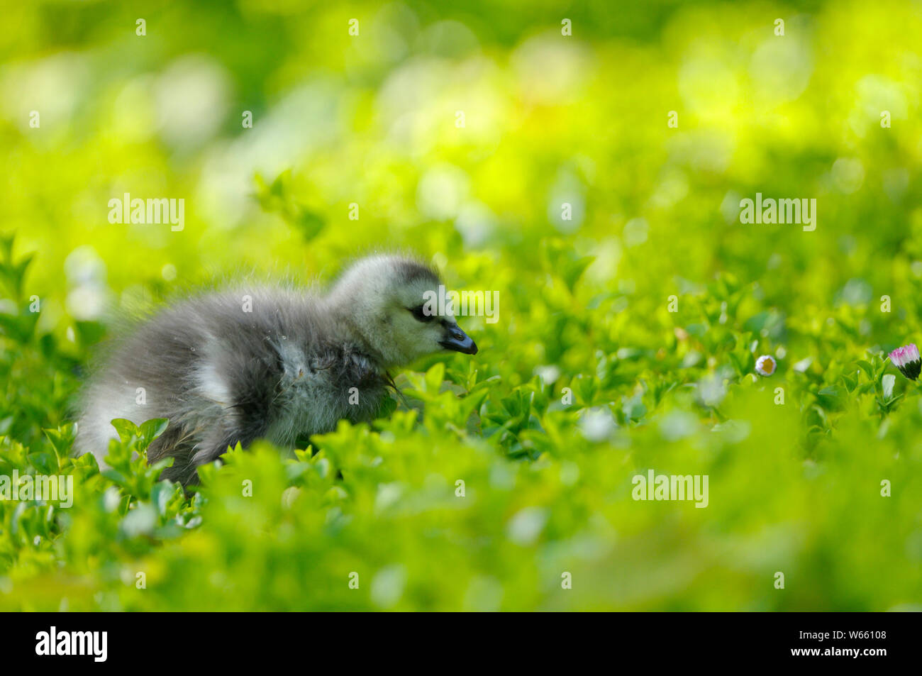 Barnacle Goose, pulcino, maggio, Bottrop, la zona della Ruhr, Renania settentrionale-Vestfalia, Germania (Branta leucopsis) Foto Stock