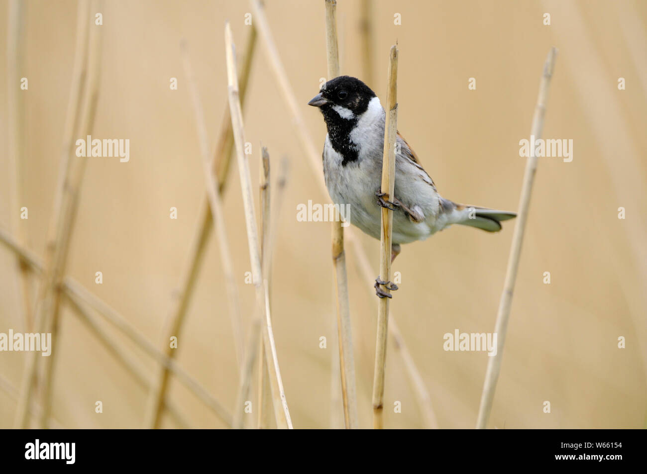 Comune di reed bunting, maschio, può, Gelderland, Paesi Bassi, (Emberiza schoeniclus) Foto Stock