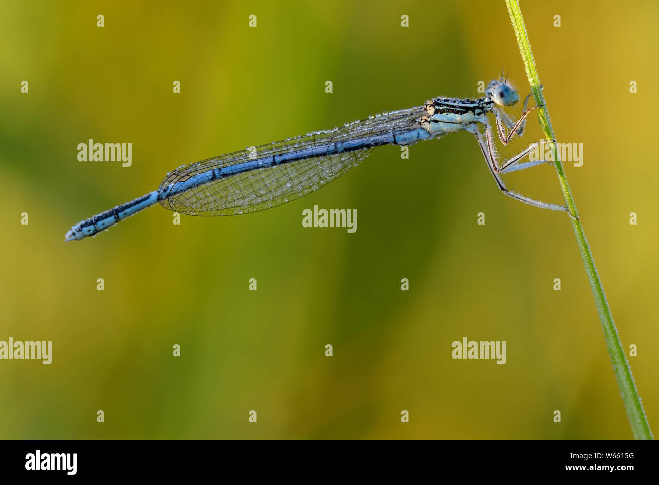 White-gambe, Damselfly luglio, Grassau, in Baviera, Germania (Platycnemis pennipes) Foto Stock