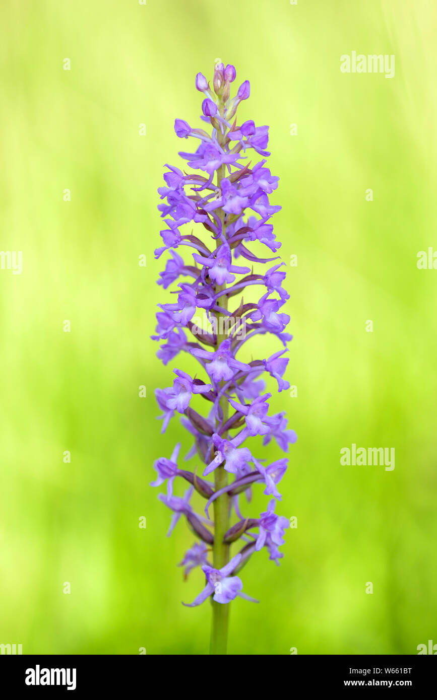 Orchid, blossom, luglio, Grassau, in Baviera, Germania (Gymnadenia odoratissima) Foto Stock