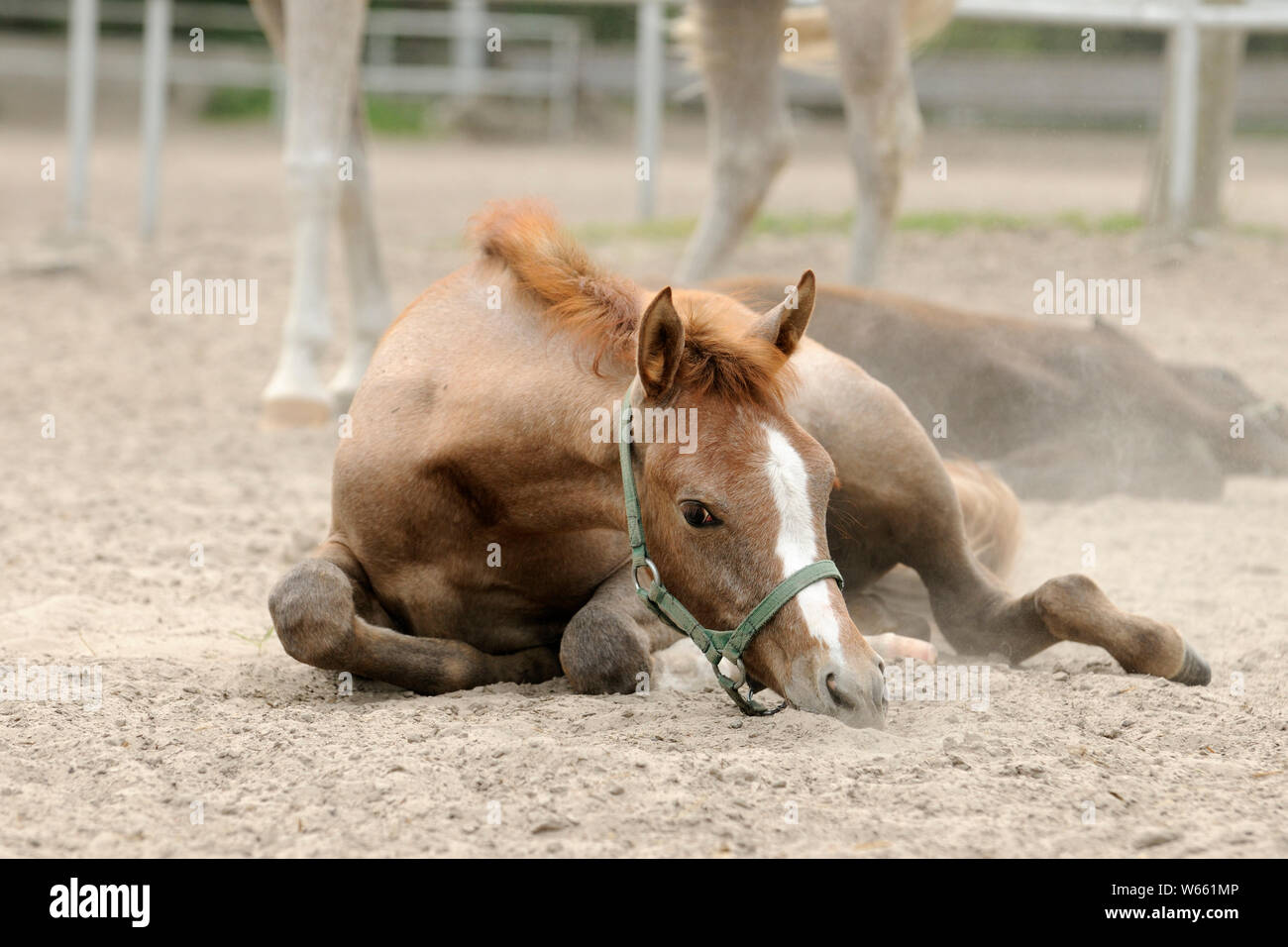 Arabian Horse, puledro è appoggiata nella sabbia Foto Stock