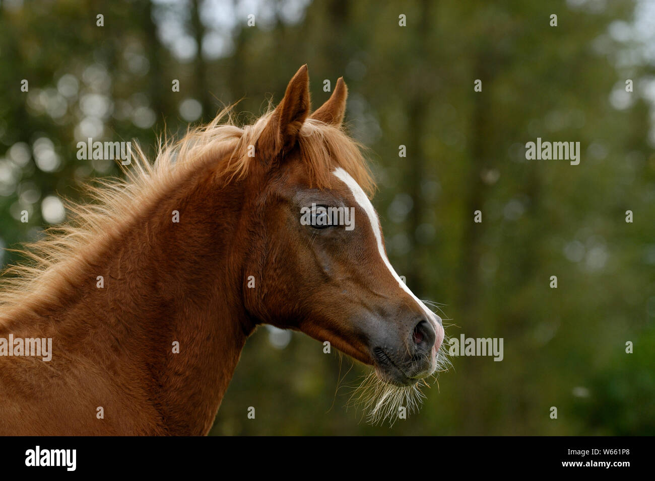 Chestnut Arabian Horse puledra Foto Stock